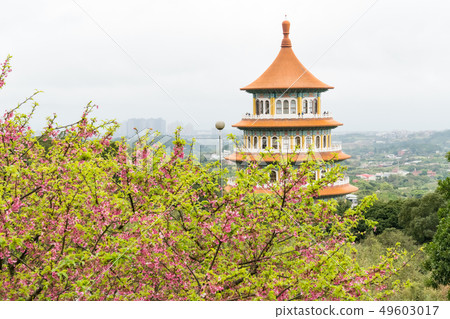 Majestic Asian temple with cherry blossoms. Majestic Asian temple with cherry blossoms. 49603017