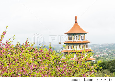 temple, temples, cherry blossom 49603018