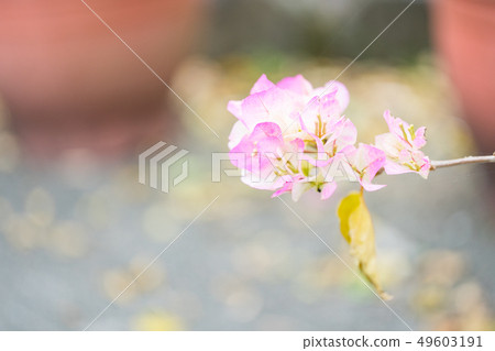 Purple flower head. Flower garden, flower stamen, flower calya, bamboo bract. Purple flower head. Flower garden, flower stamen, flower calya, bamboo bract. 49603191
