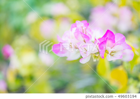 Purple flower head. Flower garden, flower stamen, flower calya, bamboo bract. Purple flower head. Flower garden, flower stamen, flower calya, bamboo bract. 49603194