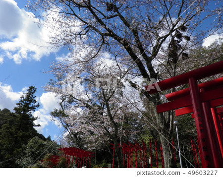 Torii and cherry blossoms of Kinjo Inari Shrine of Iwamizu Temple 49603227