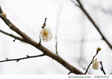 flower, flowers, bloom 49603353