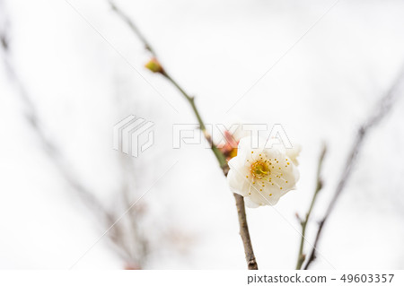 White plum blossoms on the treetops. White plum blossoms on the treetops. 49603357