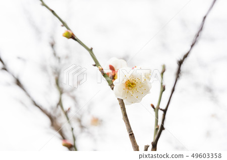 White plum blossoms on the treetops. White plum blossoms on the treetops. 49603358