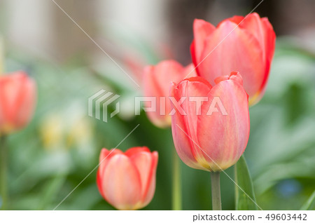 Closeup of living coral tulips in urban park 49603442