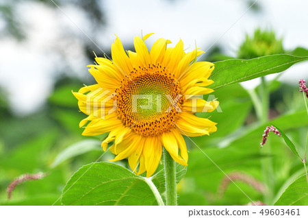 照片被採取向日葵向日葵黃色開花（頂頭花）在特寫鏡頭 49603461