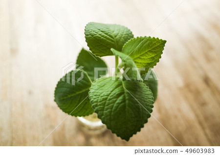 green leaves on glass bottle 49603983