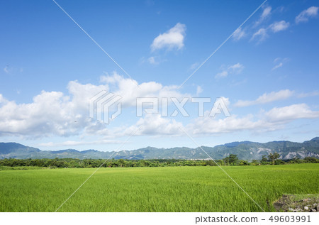 green paddy farm green paddy farm 49603991