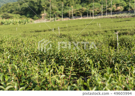 green tea farm green tea farm 49603994