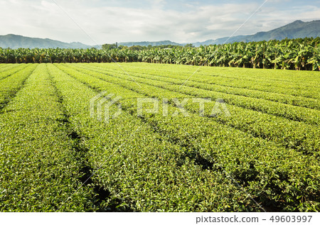green tea farm green tea farm 49603997