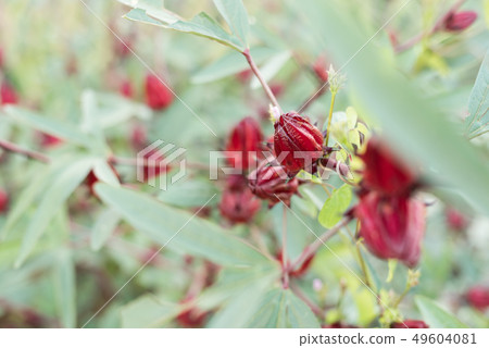 red roselle flowers red roselle flowers 49604081