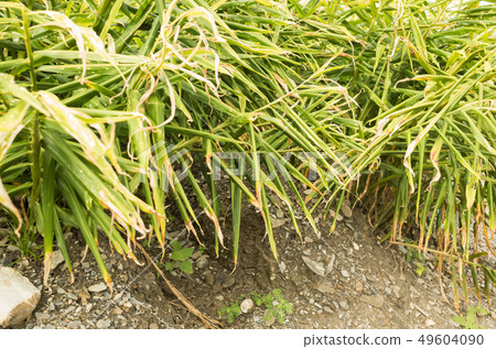 ginger farm at outdoor ginger farm at outdoor 49604090
