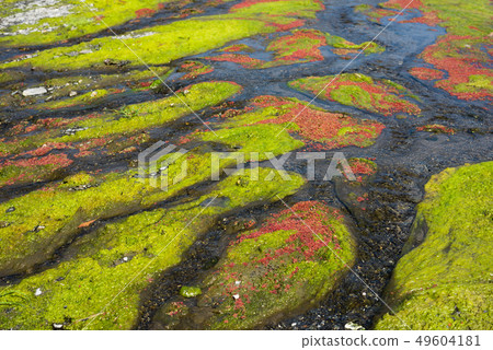 colorful red azolla 49604181