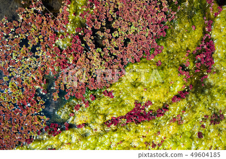 colorful red azolla 49604185