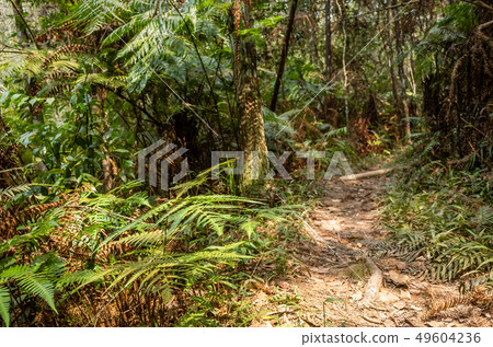 path with nobody at tropical forest path with nobody at tropical forest 49604236