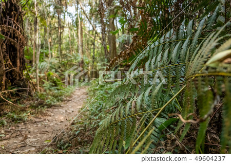 path with nobody at tropical forest path with nobody at tropical forest 49604237