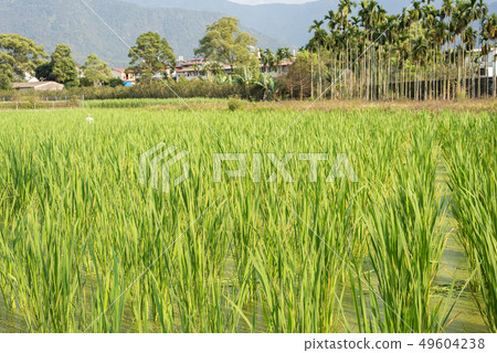 water bamboo(zizania latifolia) farm water bamboo(zizania latifolia) farm 49604238