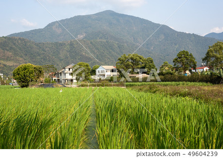water bamboo(zizania latifolia) farm water bamboo(zizania latifolia) farm 49604239