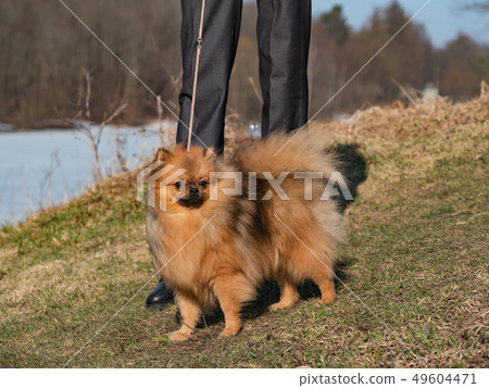 Red puppy Spitz dog and slender legs for a walk. 49604471