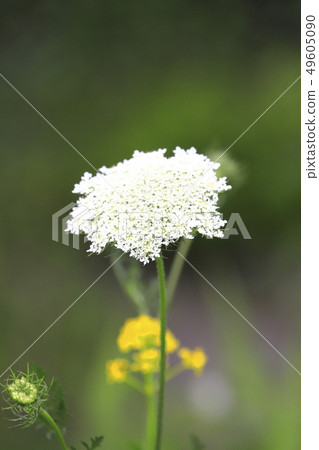 Nora carrot flower (wild ginseng) 49605090