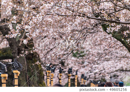 Cherry blossom (sakura),樓花,東京,tokyo,春天,spring Cherry blossom (sakura),樓花,東京,tokyo,春天,spring 49605256