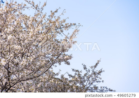 Cherry blossom (sakura),樓花,東京,tokyo,春天,spring Cherry blossom (sakura),樓花,東京,tokyo,春天,spring 49605279