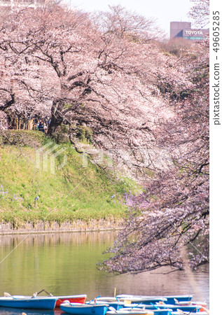 Cherry blossom (sakura),樓花,東京,tokyo,春天,spring Cherry blossom (sakura),樓花,東京,tokyo,春天,spring 49605285