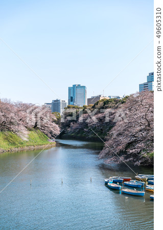 Cherry blossom (sakura),樓花,東京,tokyo,春天,spring Cherry blossom (sakura),樓花,東京,tokyo,春天,spring 49605310