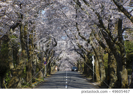 Izu Kogen Sakura Tunnel Izu Kogen Sakura Tunnel 49605467