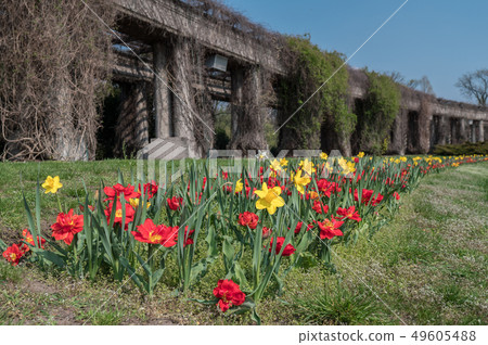 Early Spring fresh tulips on green grass Early Spring fresh tulips on green grass 49605488