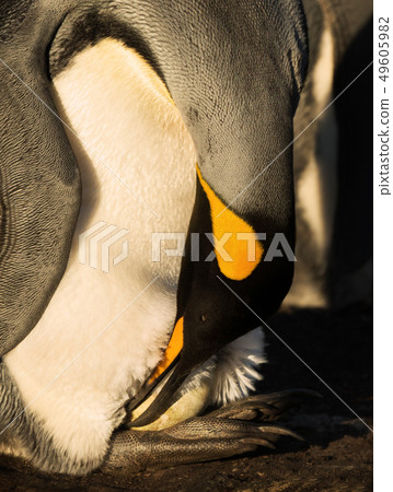King penguin with an egg on feet King penguin with an egg on feet 49605982
