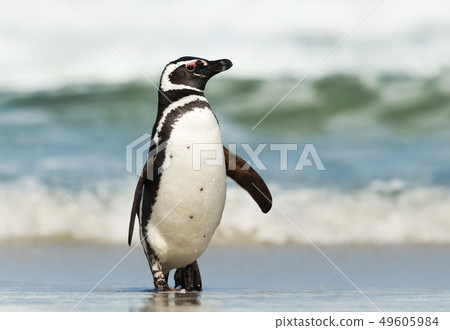 Magellanic penguin coming ashore on a sunny day 49605984