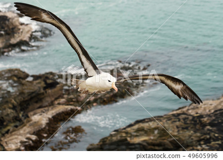 Close up of a Black-browed Albatross in flight 49605996