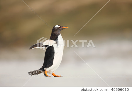 Gentoo penguin walking on a sandy beach 49606010