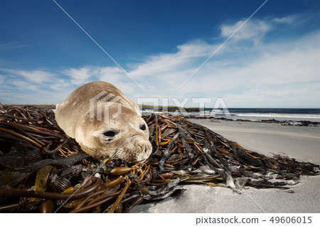 Southern Elephant seal pup lying on seaweeds Southern Elephant seal pup lying on seaweeds 49606015