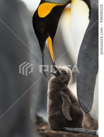 Close up of a King penguin feeding chick Close up of a King penguin feeding chick 49606028