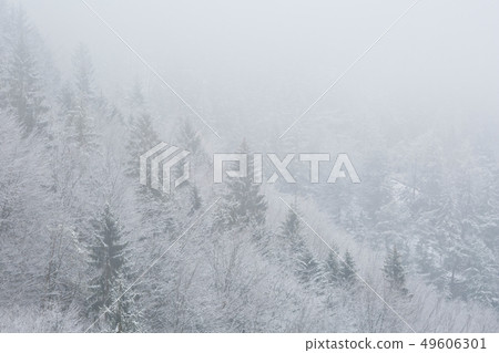 Winter forest. 49606301