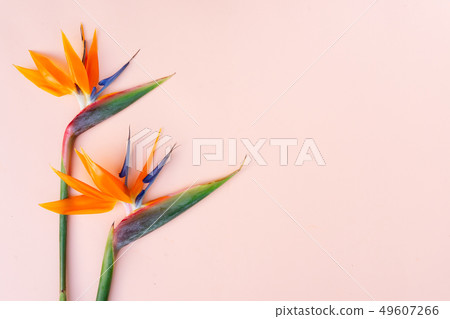 Summer flat lay scenery with strelizia flowers Summer flat lay scenery with strelizia flowers 49607266