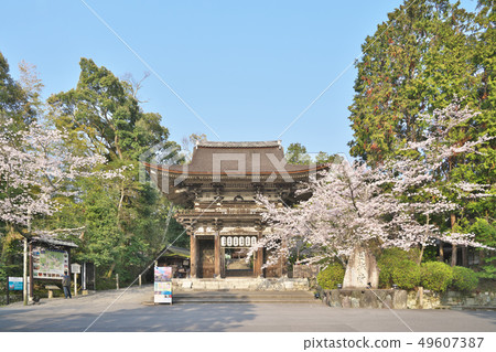 Cherry tree of Mitsui-ji Cherry tree of Mitsui-ji 49607387