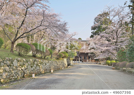 三井的櫻桃樹 49607398