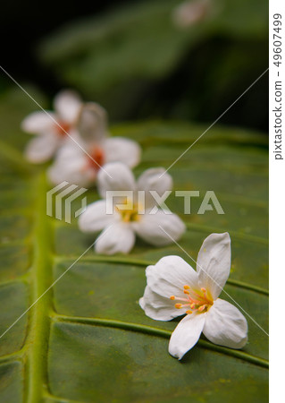 掉落在綠色樹葉上的白色油桐花, 五月雪, 客家桐花季,木油桐花 49607499