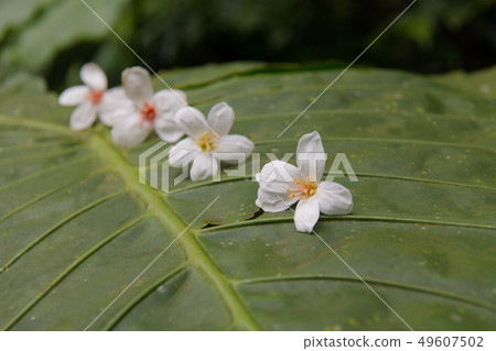 掉落在綠色樹葉上的白色油桐花, 五月雪, 客家桐花季,木油桐花 49607502