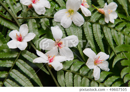 掉落在綠色樹葉上的白色油桐花, 五月雪, 客家桐花季,木油桐花 49607505