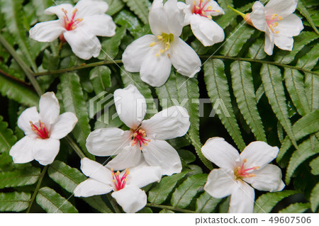 掉落在綠色樹葉上的白色油桐花, 五月雪, 客家桐花季,木油桐花 掉落在綠色樹葉上的白色油桐花, 五月雪, 客家桐花季,木油桐花 49607506