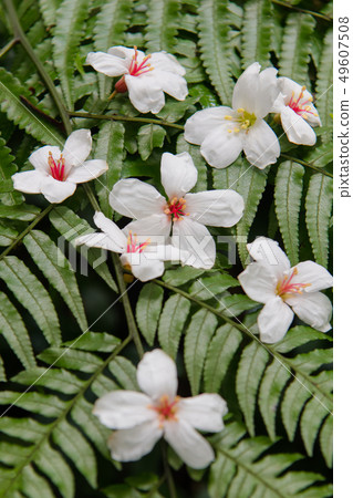 掉落在綠色樹葉上的白色油桐花, 五月雪, 客家桐花季,木油桐花 49607508