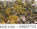Yellow-green lichen on a stone wall, background 49607725