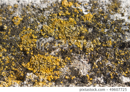 Yellow-green lichen on a stone wall, background 49607725