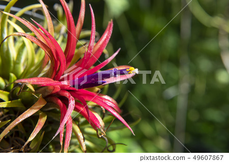 Close up tillandsia air plant with flower. Close up tillandsia air plant with flower. 49607867