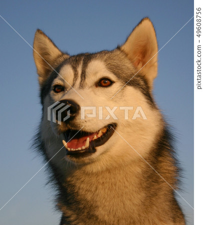 siberian husky siberian husky 49608756