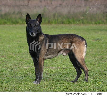 malinois 49608866